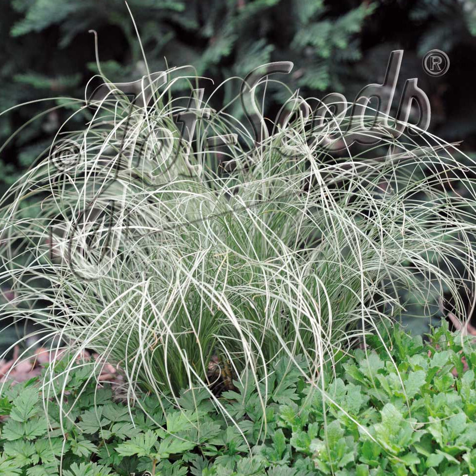 Carex albula Frosted Curls 3.25"