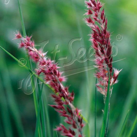 Melinis Savannah 3.25"